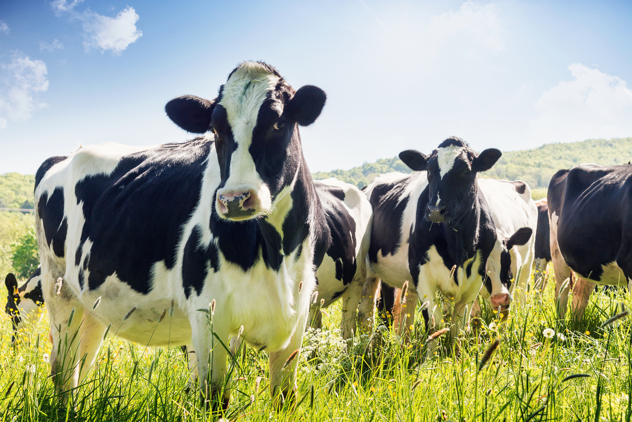 cover cropping as part of sustainable cattle ranching