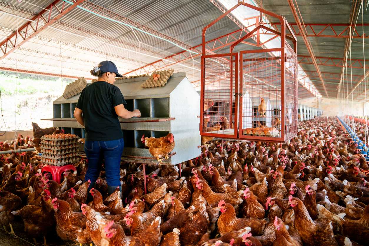 secure financing to prevent Management and Biosecurity risks in poultry Farms