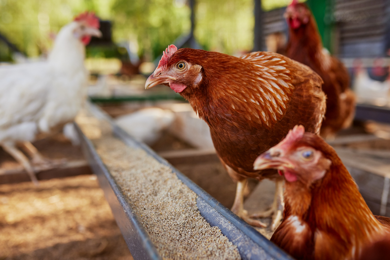 Secure Financing for Poultry Farming