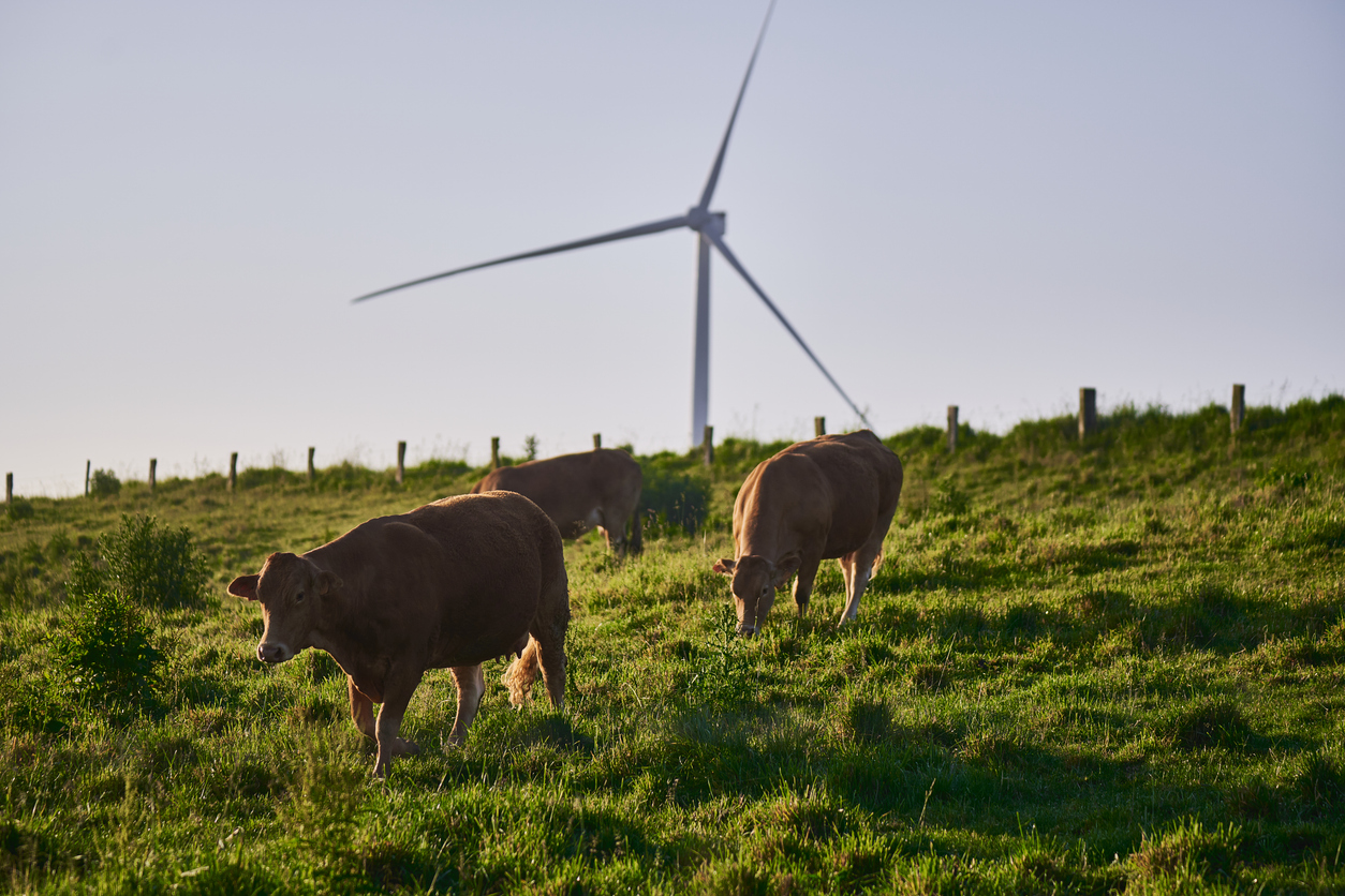 sustainable cattle ranching